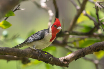 A Red Crested Cardinal in Maui