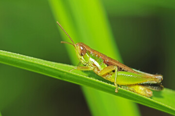 grasshopper on a leaf