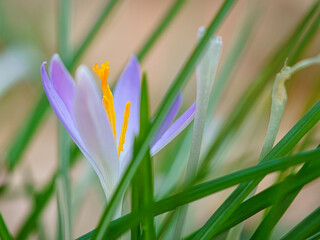 Obraz premium Crocus flower on a meadow, delicate and with slightly blurred background.