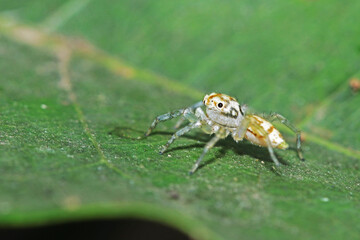 a jumper spider on leaf