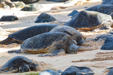 Sea turtle on the beach somewhere on Maui