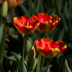 red and yellow tulips