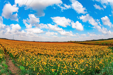 THe yellow garden buttercups
