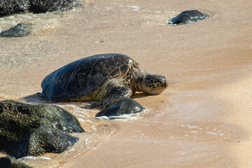 Sea turtle on the beach somewhere on Maui