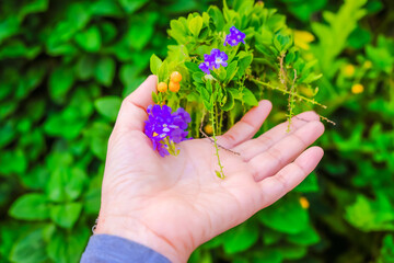 hand holding little violet flower in garden.