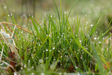 Wiosenna trawa z kroplami deszczu - obrazy, fototapety, plakaty