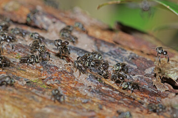 a bee on a tree