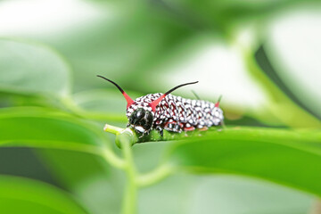 caterpillar on a branch