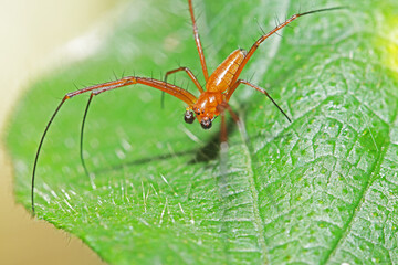 spider on leaf