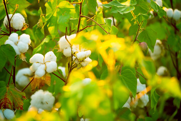 Fototapeta premium The cotton plant is grown in the field for industrial purposes. Close-up cotton flower in the light of the setting sun. Background with copy space and place for text.