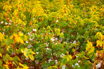 Obraz premium The cotton plant is grown in the field for industrial purposes. Close-up cotton flower in the light of the setting sun. Background with copy space and place for text.