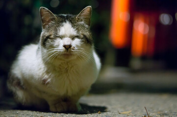 夜の神社で眠る猫