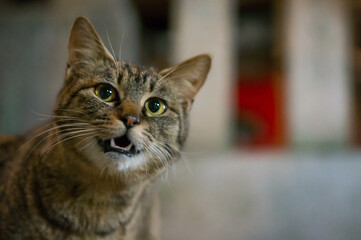 丸い瞳で夜空を見上げる野良猫