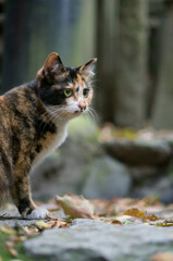 落ち葉の積もる秋の日本の神社に暮らす猫