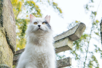 日本の神社に暮らす可愛らしい長毛の野良猫
