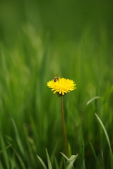 Vivid green grass and one yellow dandelion with bee.