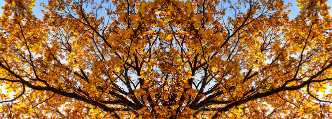 banner beautiful autumn background of oak branches autumn yellow leaves
