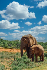 Fototapeta na wymiar Elefant mit Baby stehend in der afrikanischen Steppe umgeben von Grün vor schönem blauen Himmel mit weissen Wolken und roter Erde
