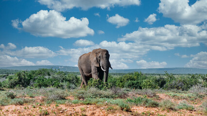 Fototapeta na wymiar Elefant stehend in der afrikanischen Steppe umgeben von Grün vor schönem blauen Himmel mit weissen Wolken und roter Erde horizontal