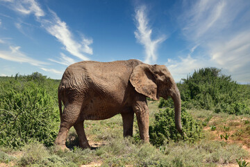Fototapeta na wymiar Elefant stehend in der afrikanischen Steppe umgeben von Grün vor schönem blauen Himmel mit weissen Wolken und roter Erde