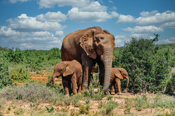Fototapeta na wymiar Elefant mit Baby stehend in der afrikanischen Steppe umgeben von Grün vor schönem blauen Himmel mit weissen Wolken und roter Erde
