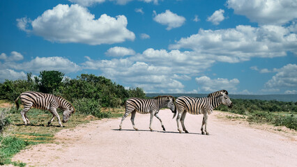 3 Zebras überqueren eine Sandpiste im Nationalpark von Südafrika mit viel Grün und blauen Himmel...