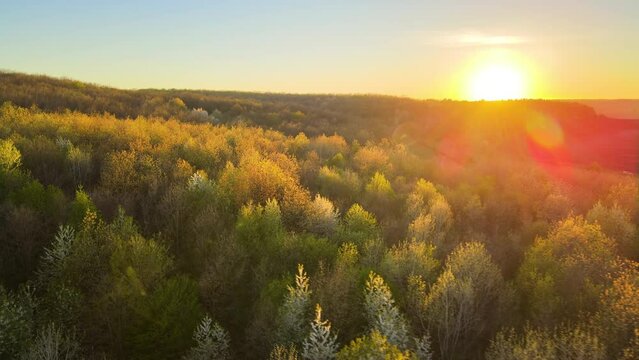 Aerial view of woodland with fresh green trees in early spring at sunset