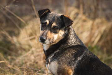 Stray dog in the field or forest, homeless animal portrait photo