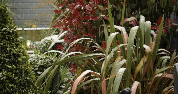 Hail falling on Phormium in uk spring garden