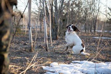 springer spaniel dog sits, in the forest, in the spring, on dry grass, waiting for the command, sunset