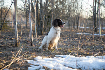 springer spaniel dog sits, in the forest, in spring, on dry grass, sunset