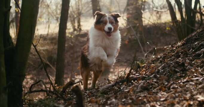 Australian shepherd running in forest, active healthy dog enjoying life, front view