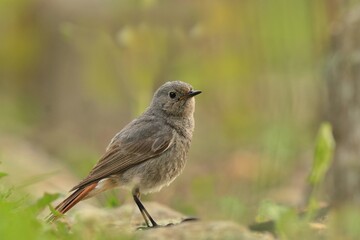 The Black redstart (Phoenicurus ochruros) sitting on the ground. Wildlife scene with a song bird.