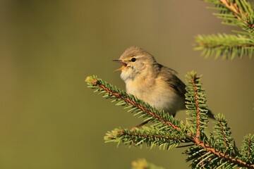willow warbler sitting on a spruce twig. Phylloscopus trochilus. Wildlife scene fron nature. Song bird in the spring