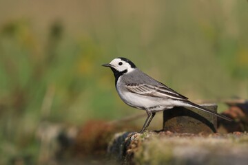 Beautiful black and white bird, White Wagtail (Motacilla alba), song bird in the nature habitat