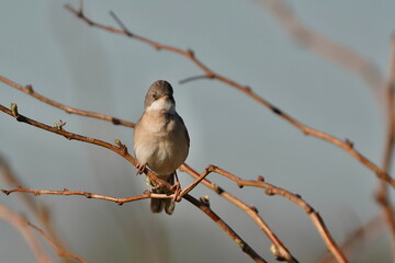 Beautiful portrait of a male common whitethroat. Song bird in the nature habitat. Sylvia communis....
