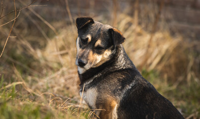 Cute stray and homeless dog on the street, hungry and lonely animals background photo