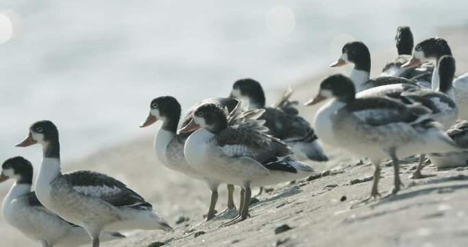 Flock of ducks on the Curonian Spit. Lithuania. Slowmotion 4K DCI 100 fps