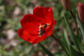 Beautiful red tulips in spring in the flowerbed