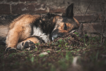 Dying dog lies on the cold ground on the street, sad and lonely abandoned animals concept background photo