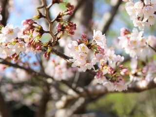 咲き始めたサクラの花と蕾