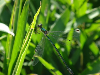 Green damselfly resting in the shade of the grass