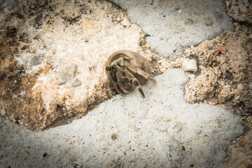 crab on the sand