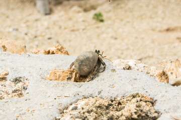 crab on the sand