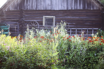 Fototapeta na wymiar Woden wall of the old shed in the countryside. Summer flowers on cowshed background. 