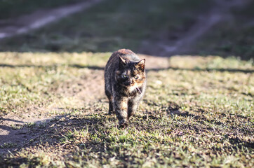 A domestic cat walks on a field. 