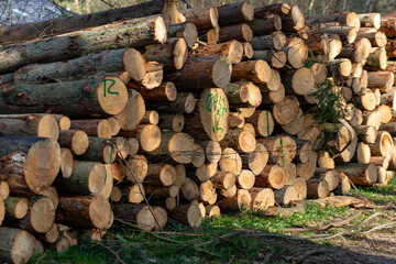 Ein großer Haufen gefällter gestapelter Bäume