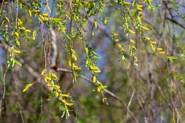 Die Äste einer Weide im Frühling