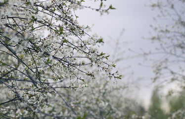 Blooming cherry tree in the spring garden. White flowers on the tree branches. 