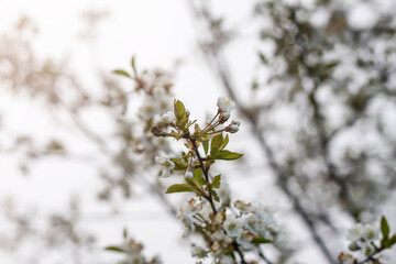 Blooming cherry tree in the spring garden. White flowers on the tree branches. 